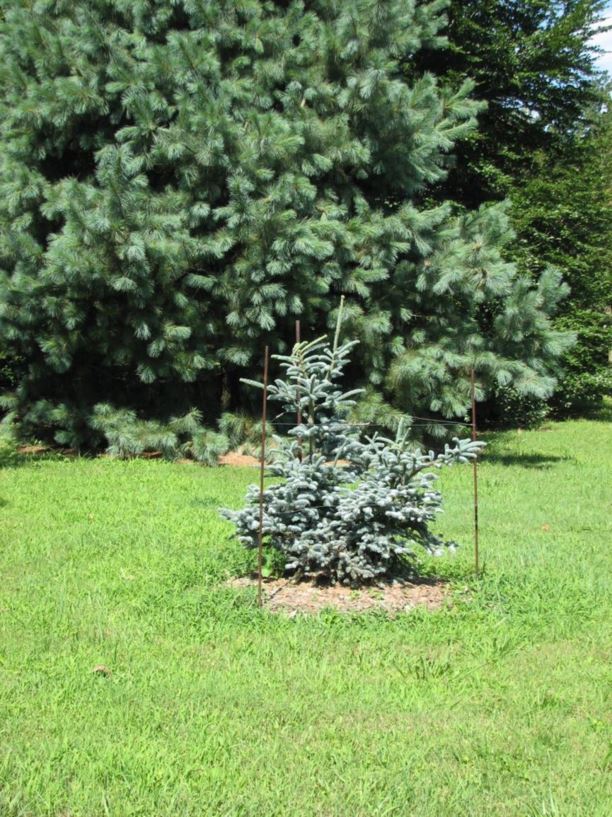 Abies procera 'Silver' - Silver noble fir