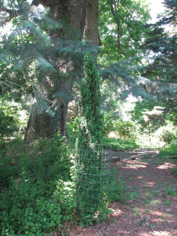 Buxus sempervirens 'Graham Blandy' - Graham Blandy common boxwood