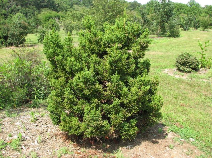 Cryptomeria japonica 'Jindai-sugi' - Jindai Japanese-cedar