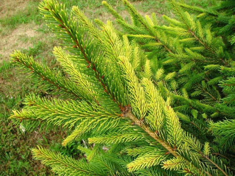 Picea abies 'Aurea Jakobsen' - Aurea Jakobsen Norway spruce