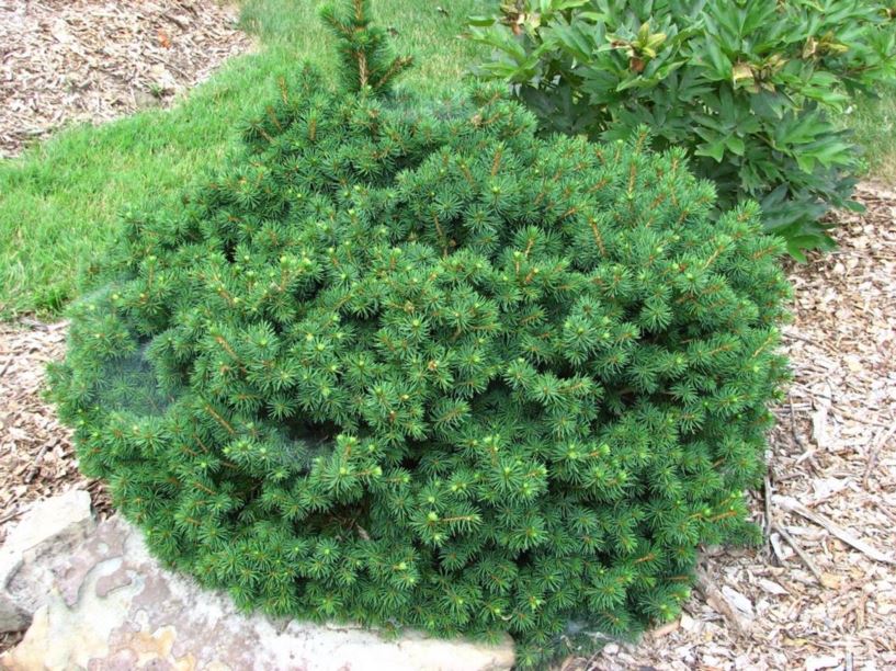 Picea abies 'Weiss' - Weiss Norway spruce