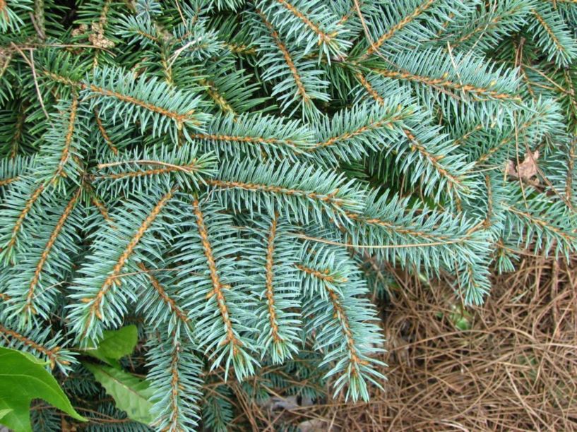 Picea pungens 'Millbrook' - Millbrook Colorado blue spruce