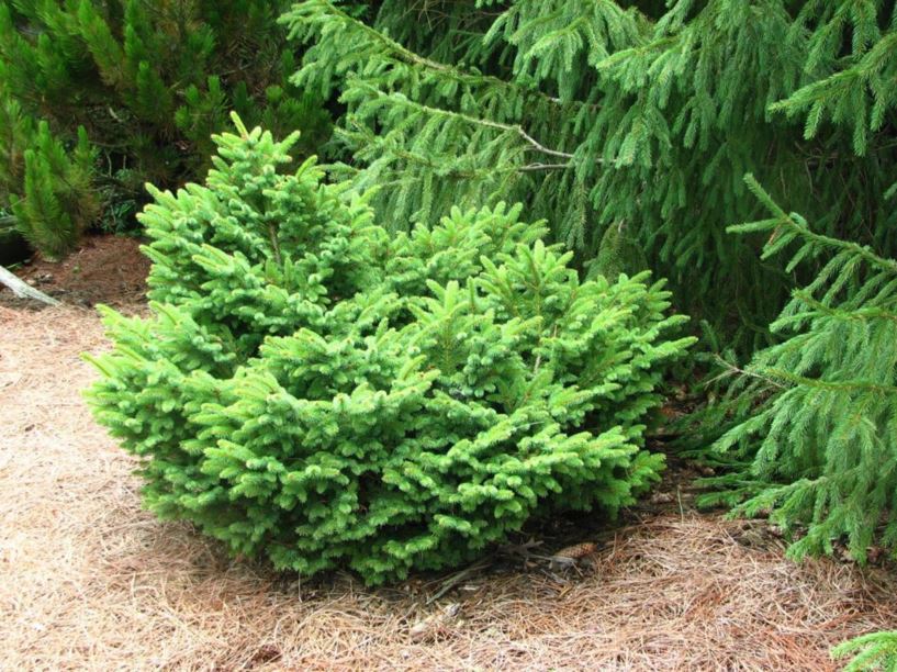 Picea pungens 'Simpsonville' - Simpsonville Colorado blue spruce