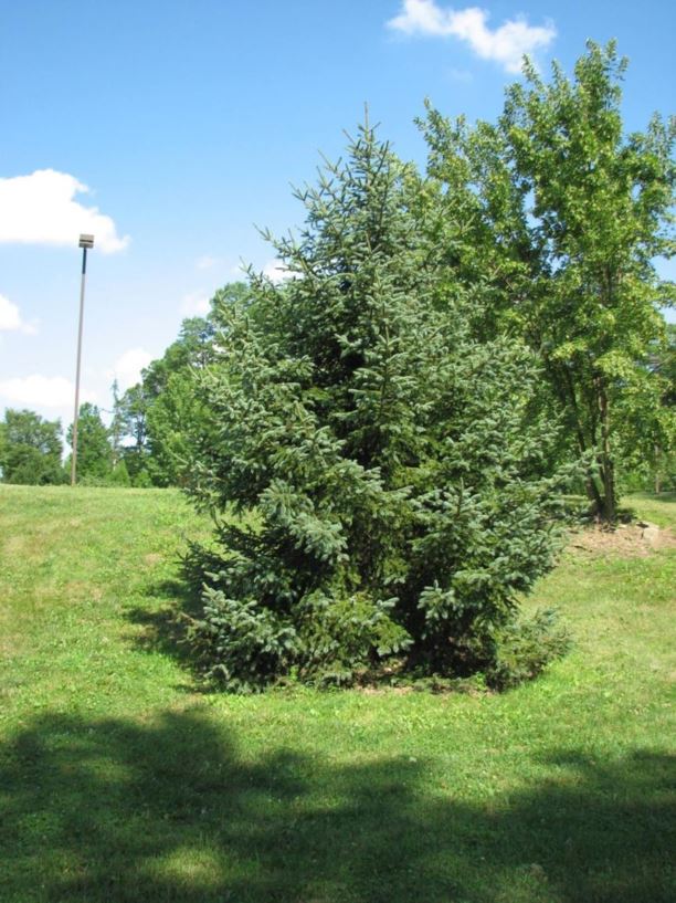 Picea wilsonii - Wilson spruce