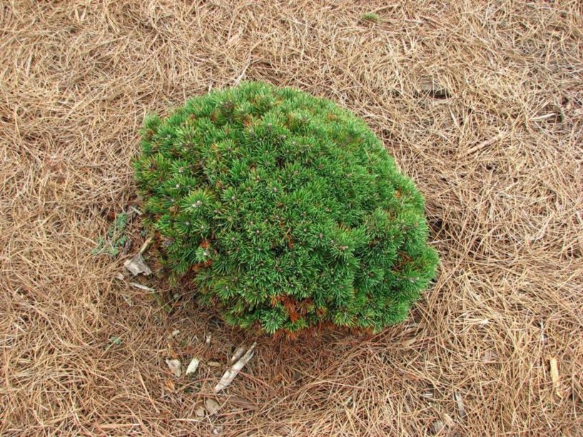 Pinus mugo 'Gnom' - Gnom mugo pine, Gnom Swiss mountain pine