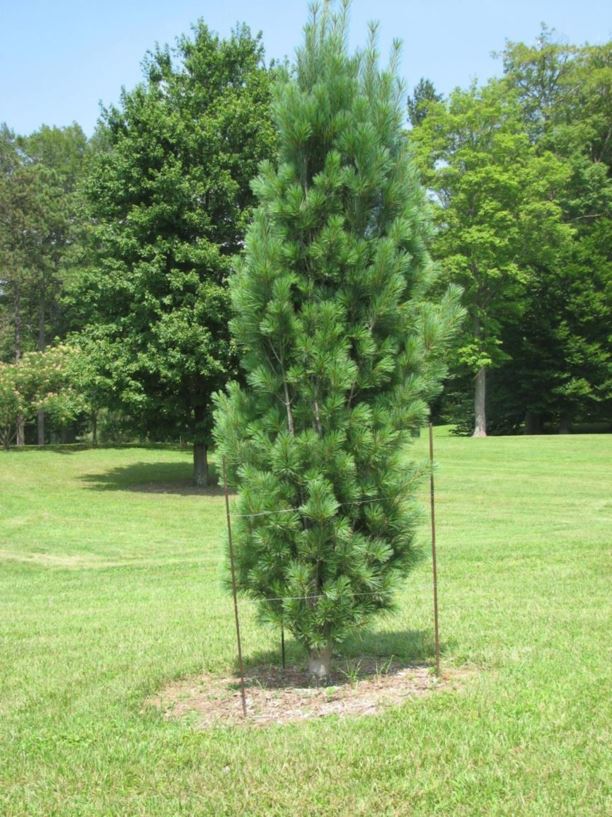 Pinus strobus 'Bennett Fastigiate' - Bennett Fastigiate eastern white pine