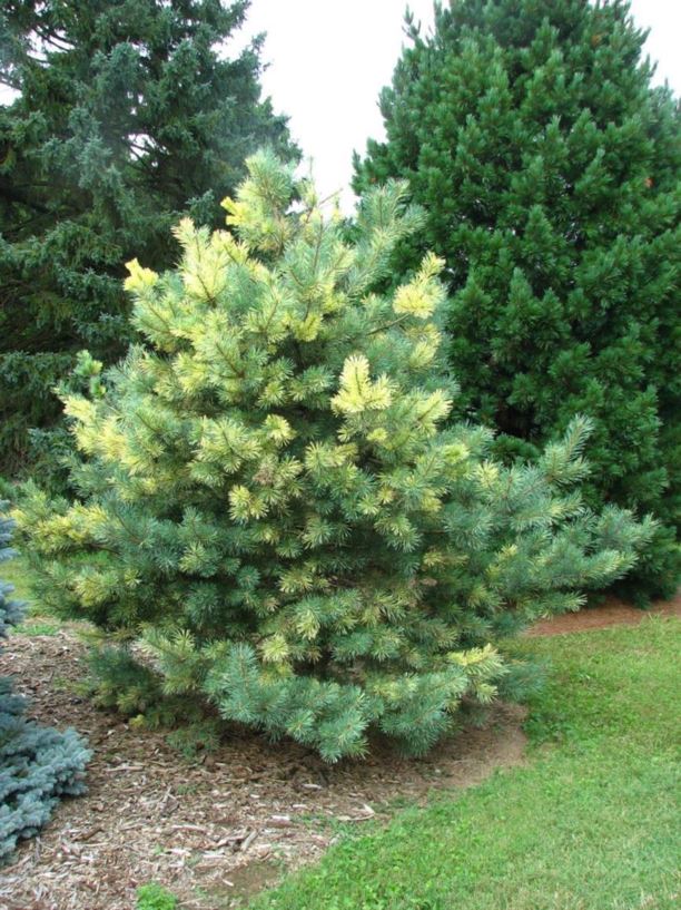 Pinus sylvestris 'Greg's Variegated' - Greg's Variegated Scots pine