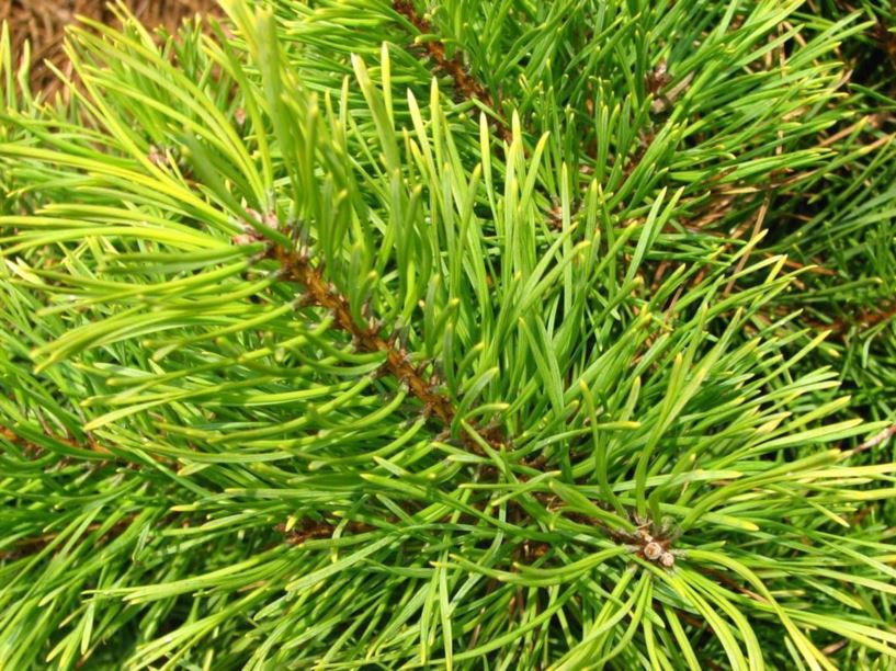 Pinus sylvestris 'Vargguld' - Vargguld Scots pine