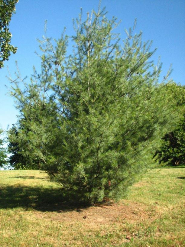 Pinus strobus 'White Mountain' - White Mountain eastern white pine