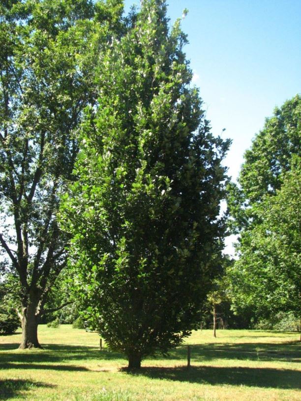 Quercus × warei 'Long' Regal Prince® - Regal Prince® Ware oak