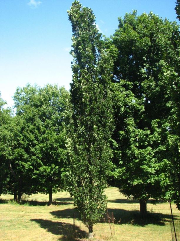 Quercus robur 'Wandell' Attention!® - Attention!® English oak
