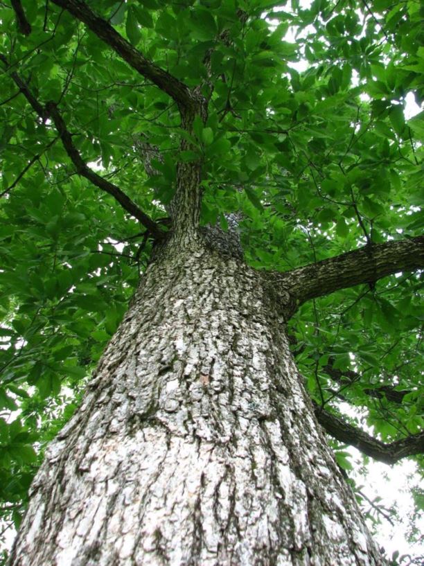 Quercus muehlenbergii - chinkapin oak, chinquapin oak, yellow chestnut oak