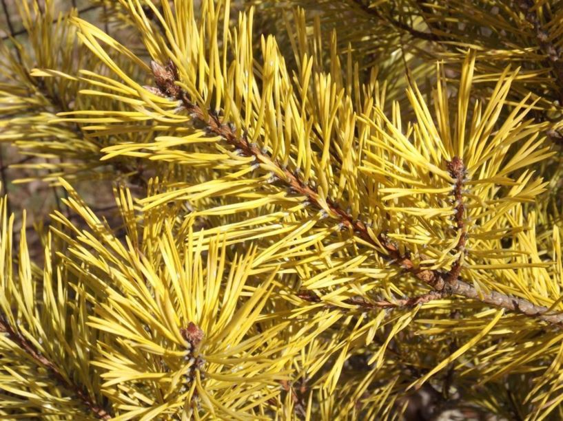 Pinus sylvestris 'Gold Coin' - Gold Coin Scots pine