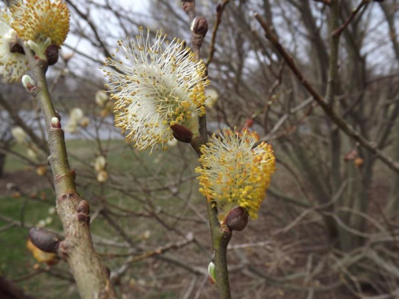 Salix caprea - goat willow, great sallow, pussy willow