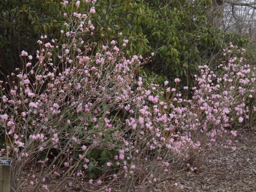 Rhododendron mucronulatum 'Deep Pink' - Deep Pink Korean rhododendron