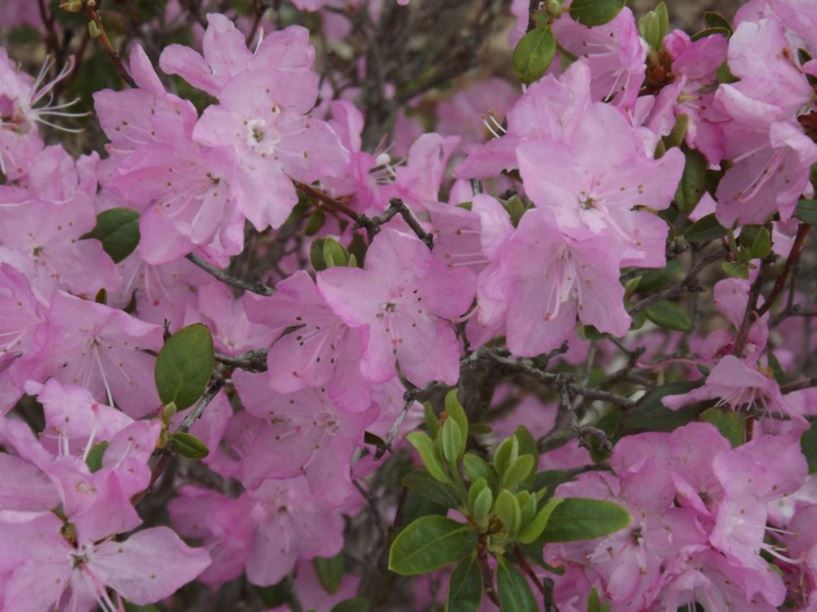 Rhododendron 'April Song' - April Song rhododendron