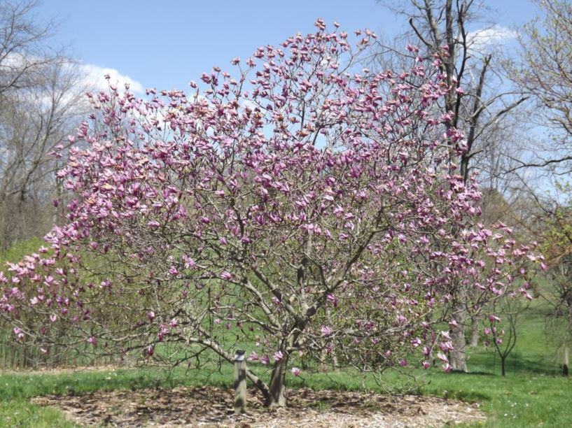 Magnolia 'Randy' - Randy magnolia