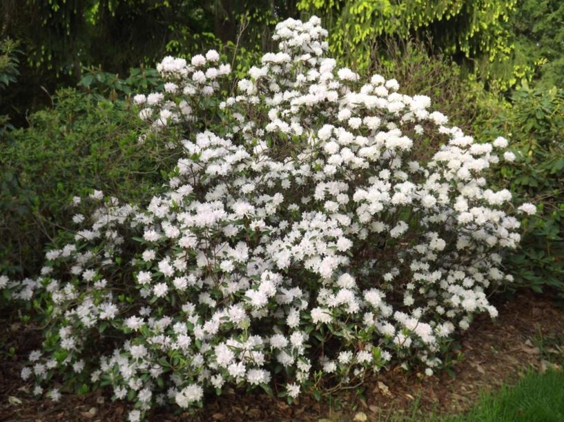 Rhododendron 'Girard Caroladore' - Girard Caroladore rhododendron