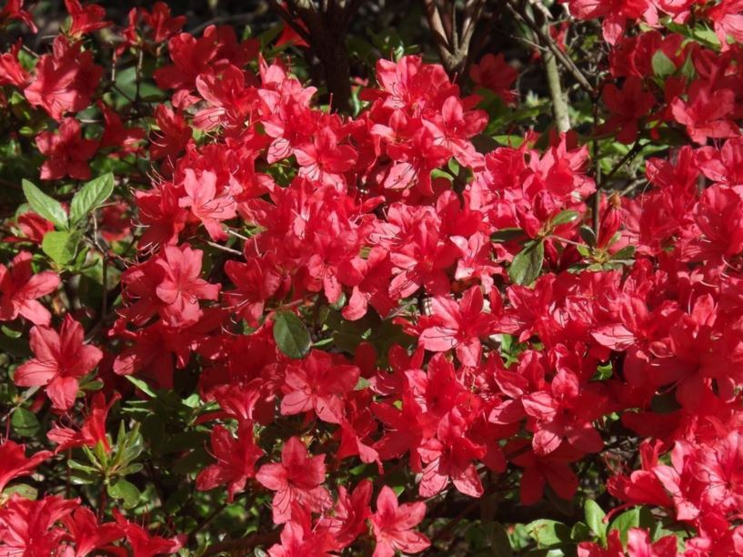 Rhododendron 'Spreading Red' - Spreading Red azalea