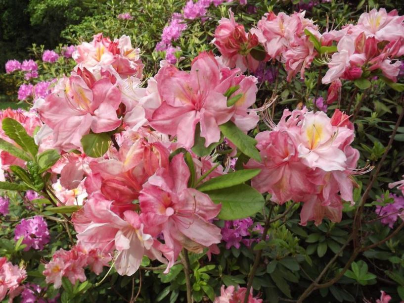 Rhododendron 'Cecile' - Cecile azalea
