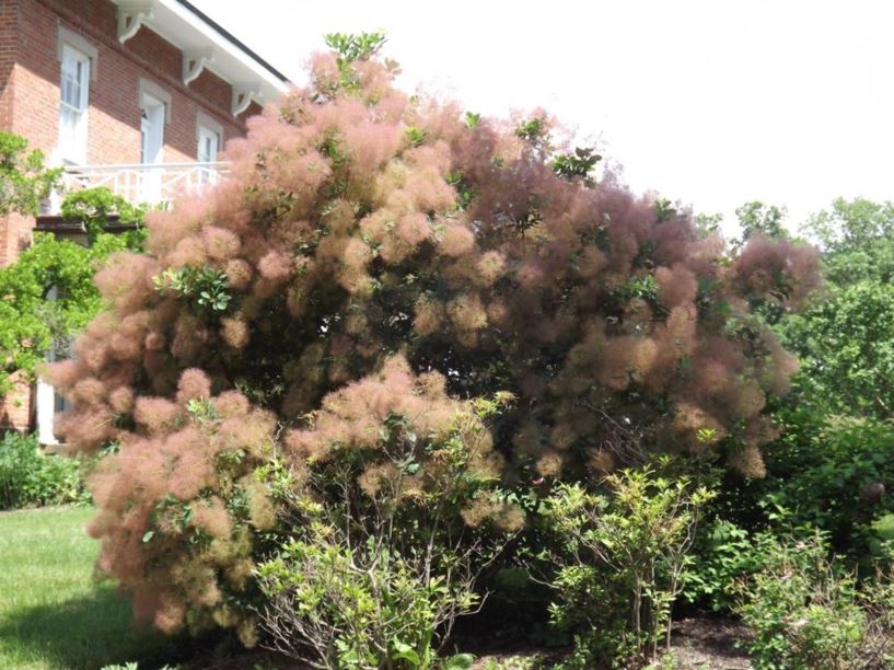Cotinus coggygria 'Pink Cloud' - Pink Cloud common smoketree