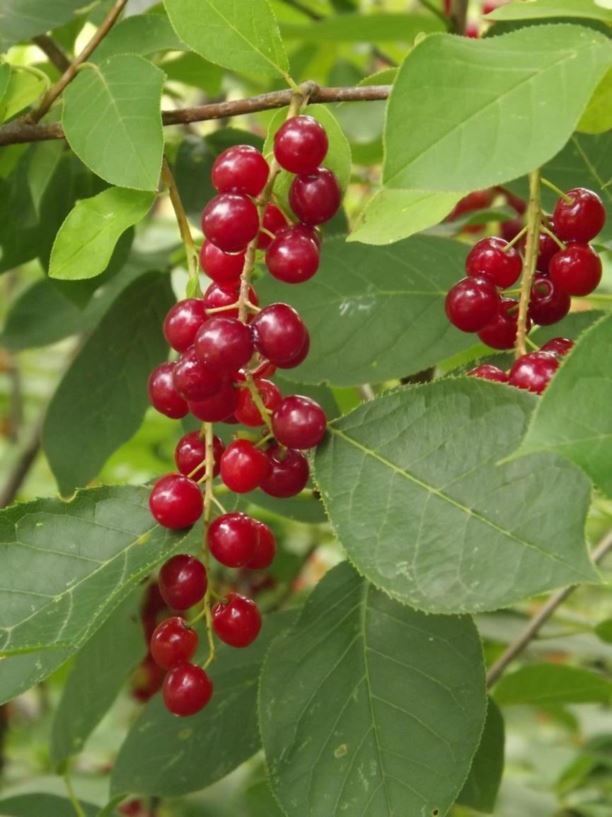 Prunus vaniotii - Vaniot cherry