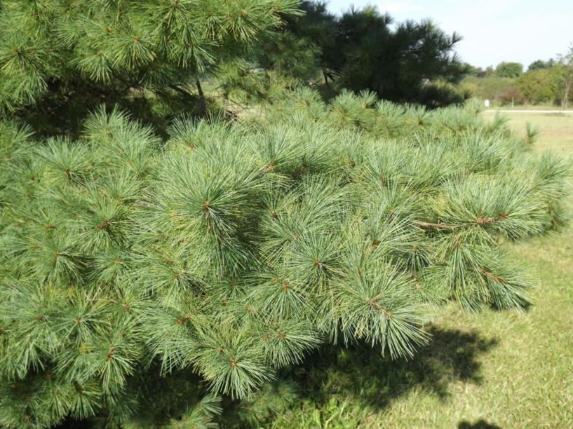Pinus strobus - eastern white pine