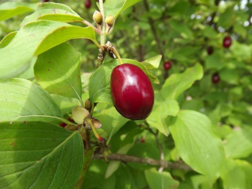 Cornus mas 'Violacea' - purple-fruit cornelian-cherry dogwood