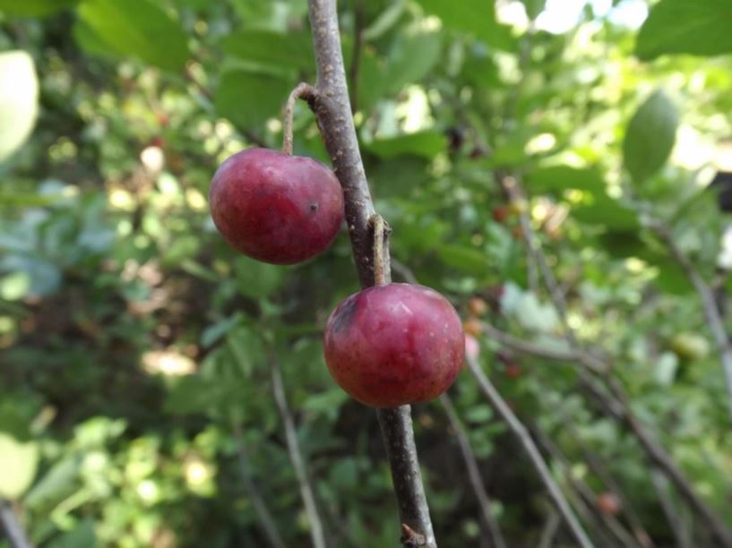Prunus maritima - beach plum, shore plum