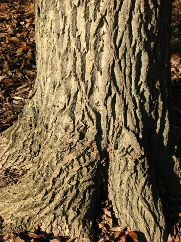 Eucommia ulmoides - hardy rubber-tree
