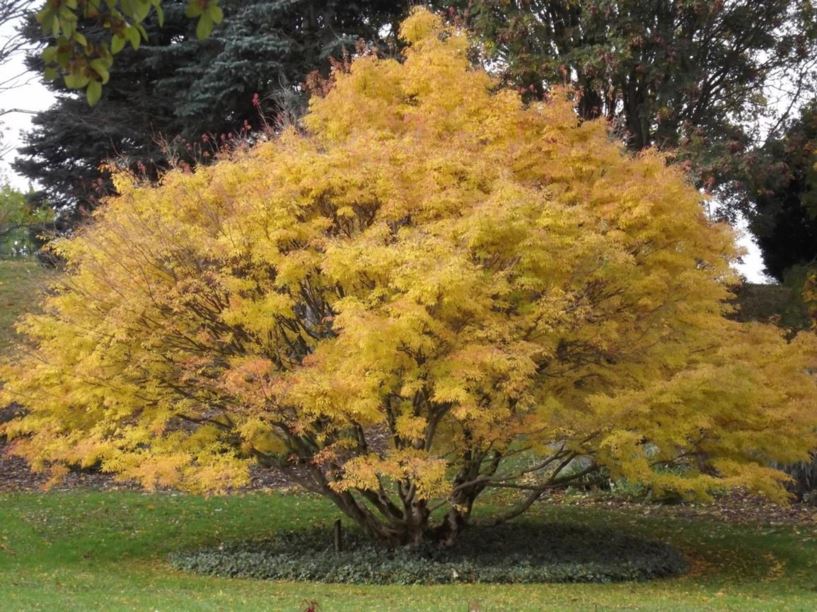 Acer cissifolium - ivy-leaf maple