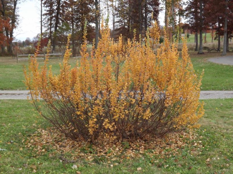 Betula pumila var. glandulifera - glandular bog birch