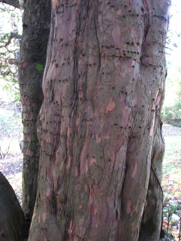 Taxus baccata - English yew