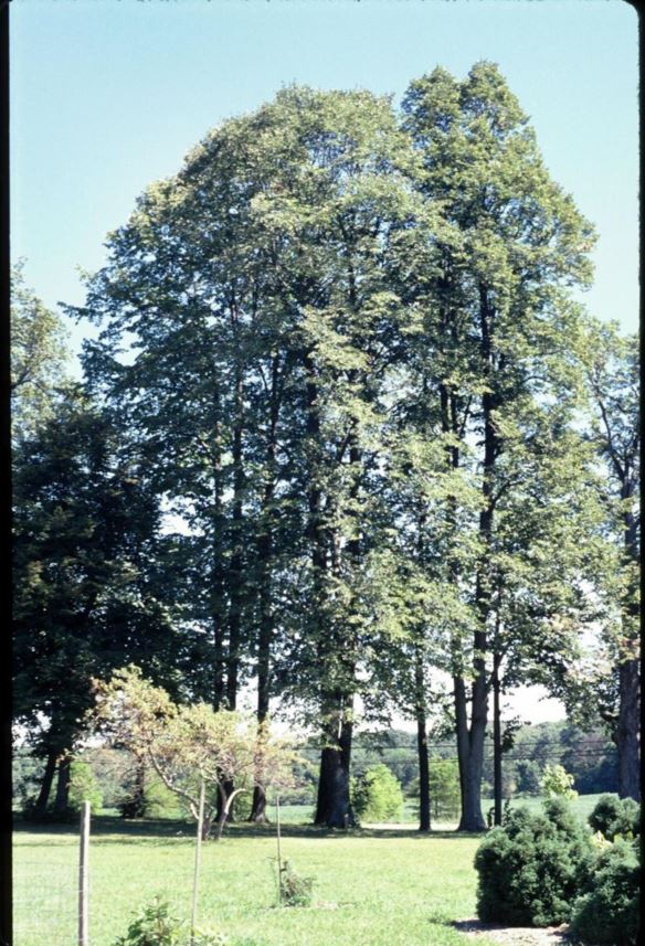 Tilia americana - American linden, basswood