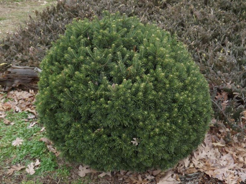 Abies lasiocarpa 'Green Globe' - Green Globe subalpine fir
