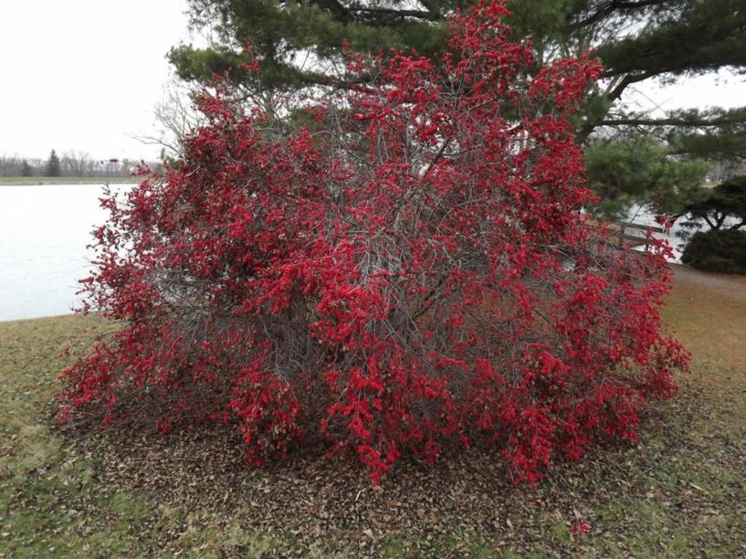 Ilex verticillata 'Winter Red' - Winter Red common winterberry