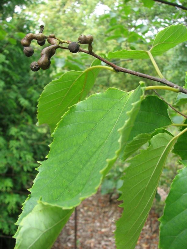 Hovenia dulcis - Japanese raisin-tree