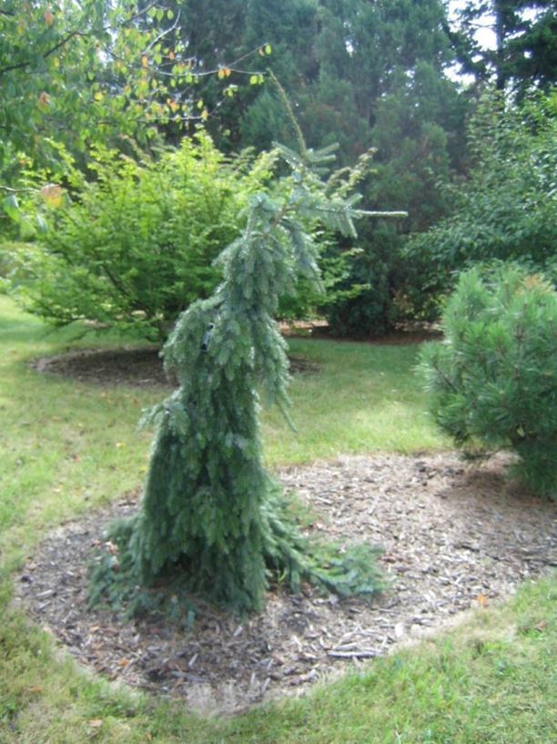 Picea omorika 'Pendula Bruns' - Bruns weeping Serbian spruce