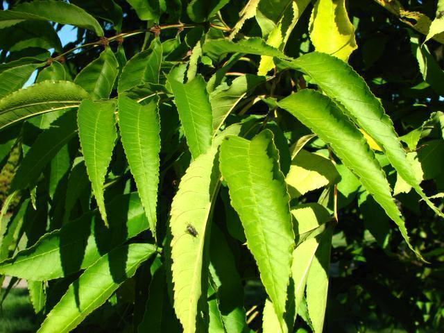 Celtis laevigata - sugar hackberry, sugarberry, southern hackberry ...