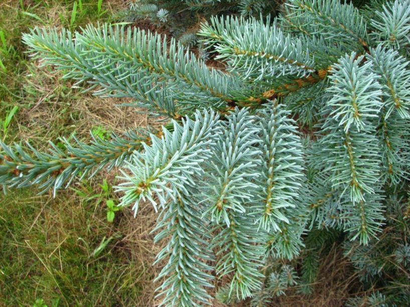 Picea 'Troemner' - Troemner spruce | The Dawes Arboretum