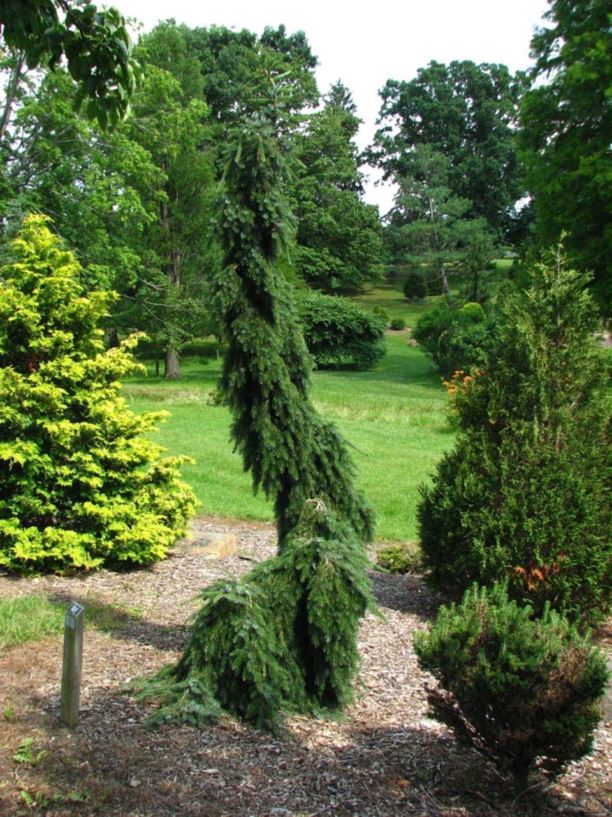 Picea omorika 'Pendula Bruns' - Bruns weeping Serbian spruce | The ...