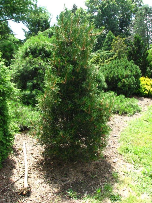 Pinus bungeana 'Dwarf Fairway' - Dwarf Fairway lacebark pine
