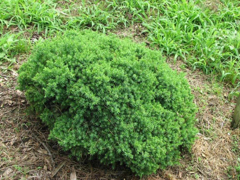 Juniperus communis 'Hemisphaerica' - denseball common juniper