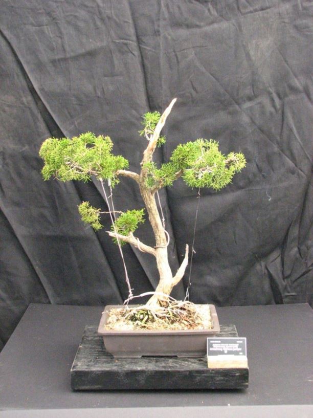 Juniperus chinensis 'Armstrongii' - Armstrong Chinese juniper | The ...