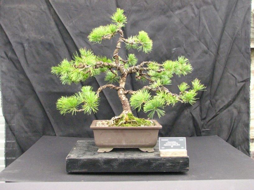 Pinus parviflora - Japanese white pine