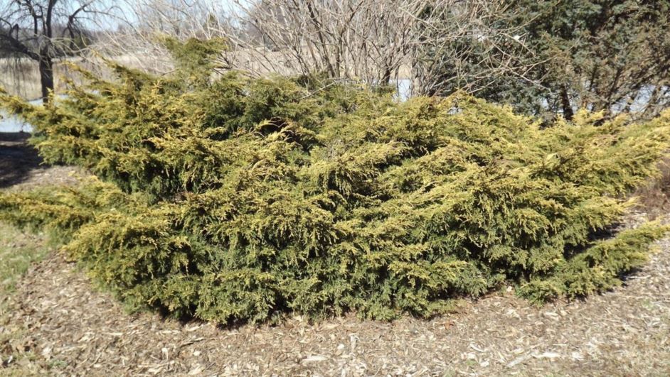 Juniperus 'Sulphur Spray' - Sulphur Spray juniper