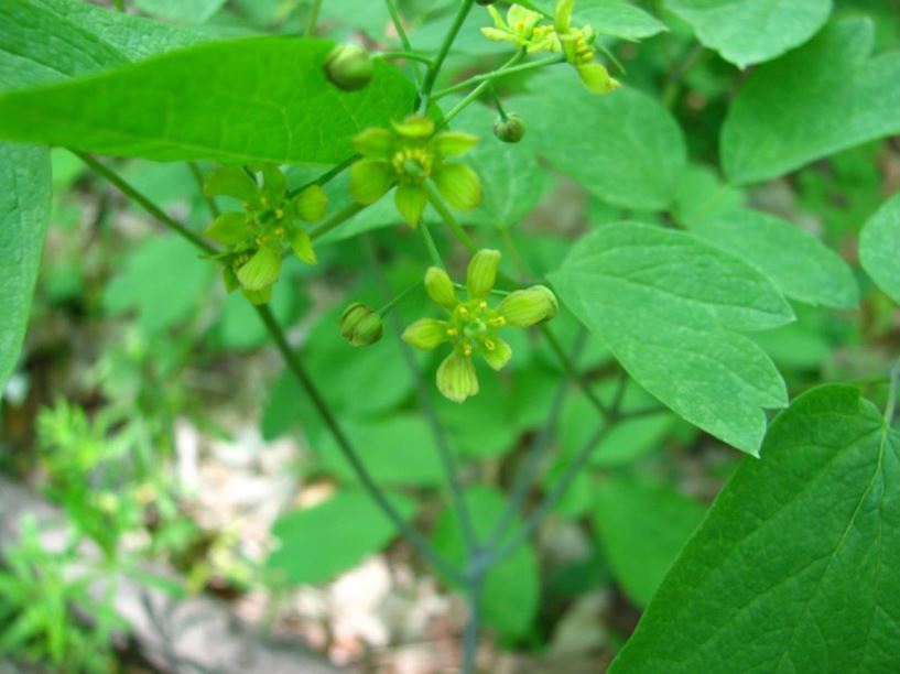 Caulophyllum thalictroides - blue cohosh | The Dawes Arboretum