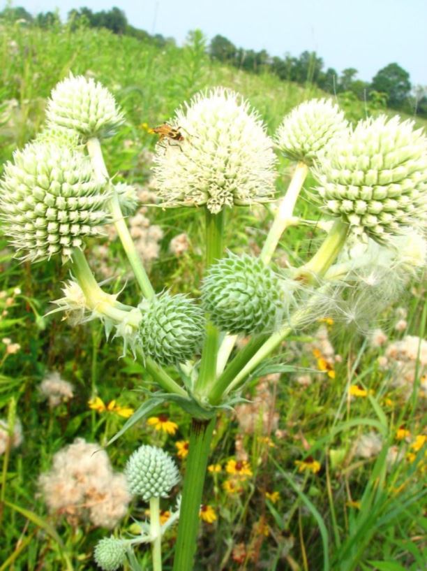 Eryngium yuccifolium - rattlesnake-master, button-snakeroot, button ...