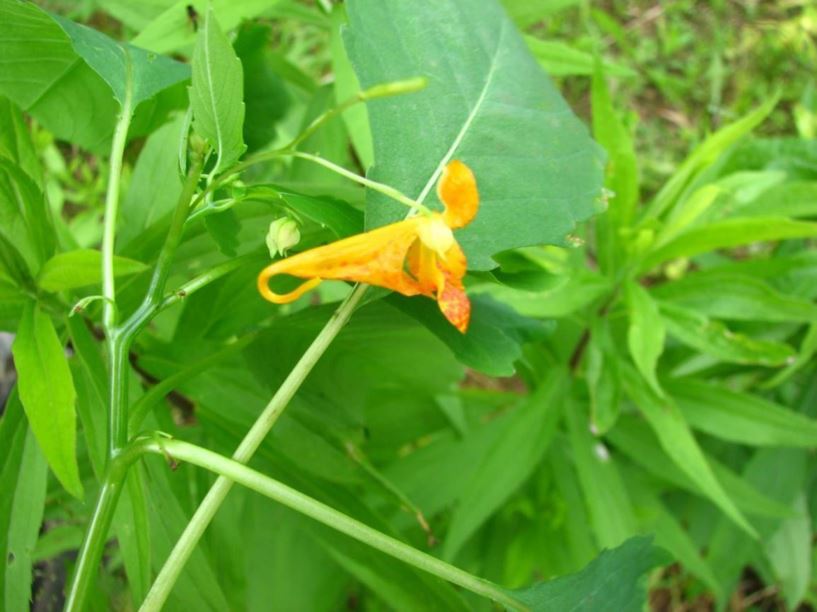 Impatiens capensis - orange jewelweed, spotted touch-me-not