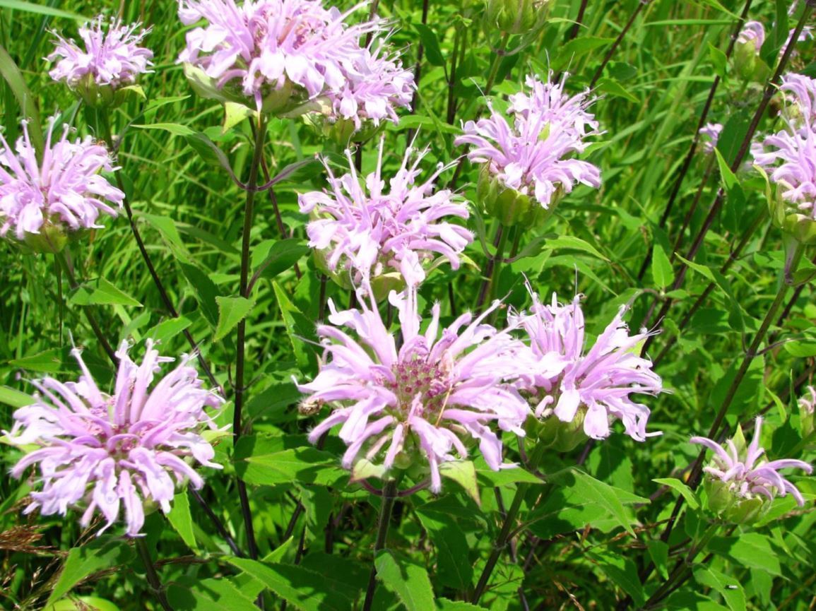 Monarda Fistulosa - Wild Bergamot, Lavender Bee-balm, Horse-mint | The ...